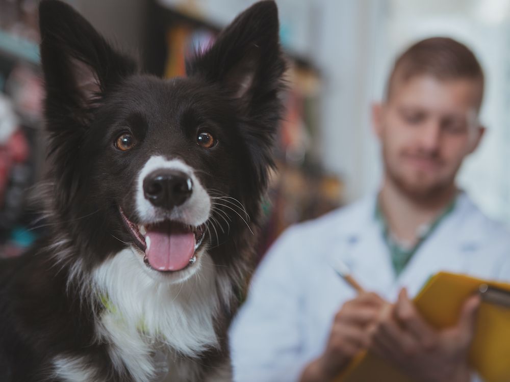 Galbladder Disease in Dogs